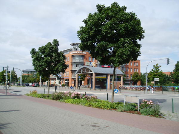 Rathausallee mit Straßenbäumen