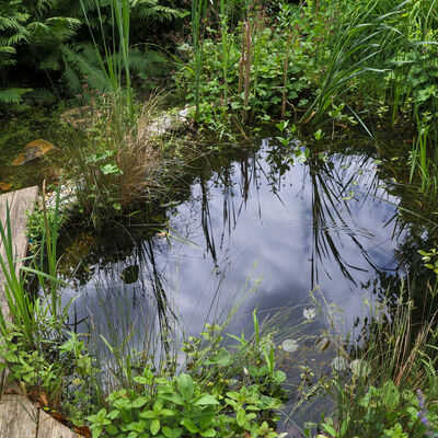 &copy;Volker GehrmannNABU_kleiner-gartenteich_gartenreich_53990564632_o