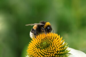 Interner Link: Zur Veranstaltung Bl&uuml;tenpflanzen und Insekten im Garten - eine vielf&auml;ltige Beziehung