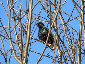 Interner Link: Zur Veranstaltung Was singt denn da? I Vogelkundliche F&uuml;hrung