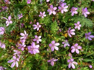 Interner Link: Zur Veranstaltung Was b&uuml;ht denn da? Botanischer Spaziergang im Stadtpark Norderstedt