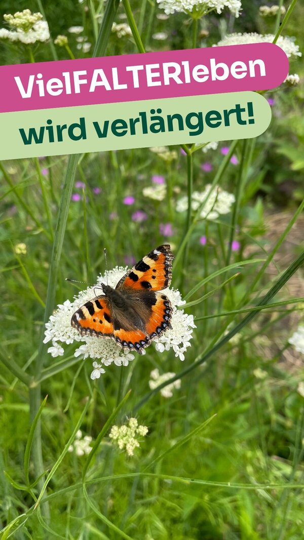 Vielfalt erleben - Gestalte dein Schmetterlingsgarten_Lena Winkelmann_ BUND